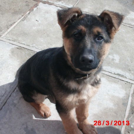 Андрей Довгаль