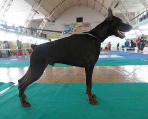 Ольга Цыбулька