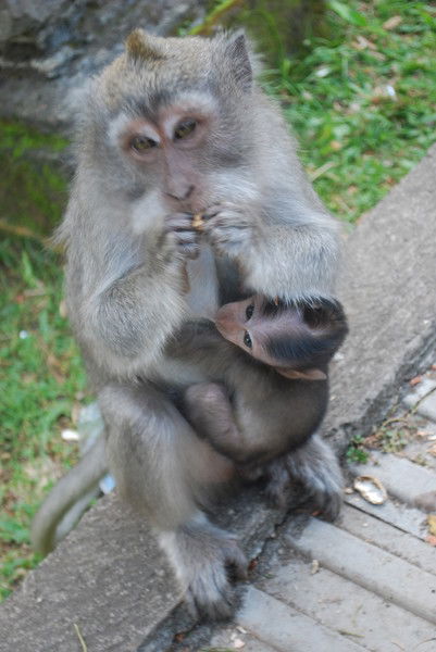 Pan Godzik Iv Gniewny