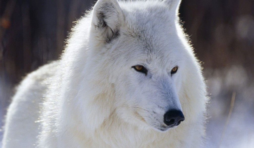 Ирина Вячеславовна