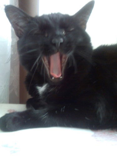 Анна Бурцева