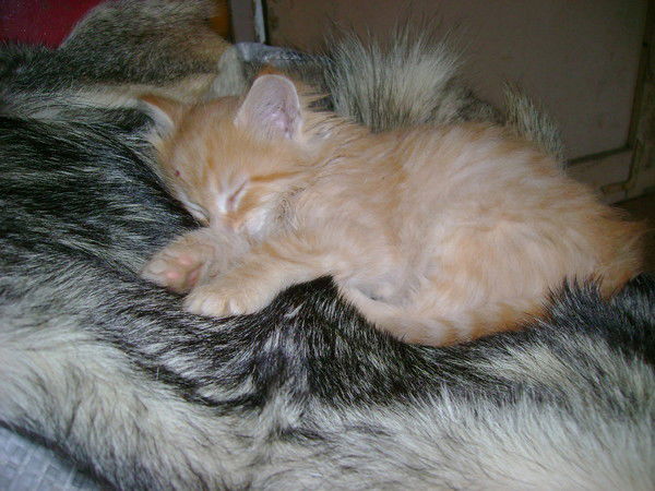 Максут Сулейманов