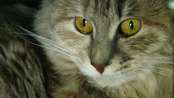 Марина Власова-Астанина