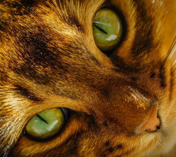 Татьяна Минеева