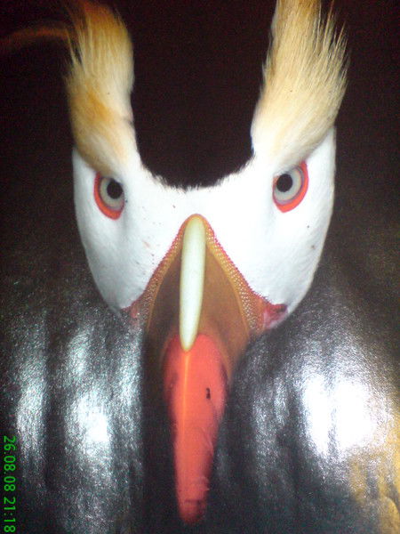 Андрей Ивантеев