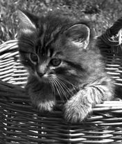 Елизавета Тихонова