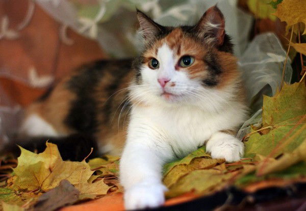 Неизвестно Неизвестно