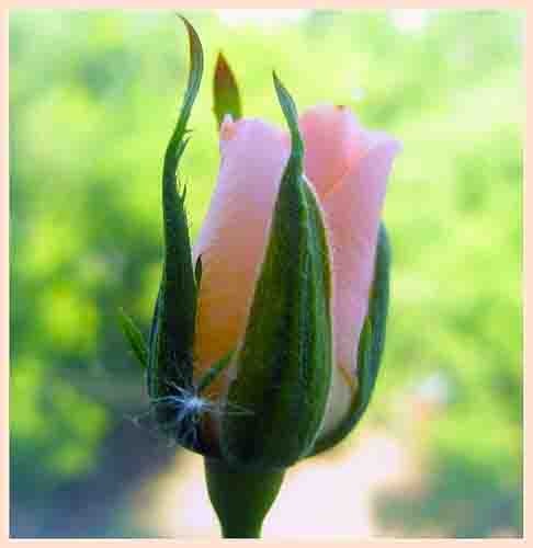 Александра Иванова