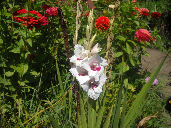 Нина Карлина