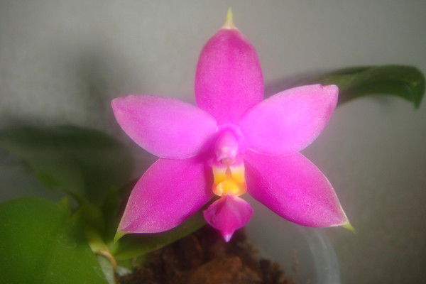 Надежда Надежда