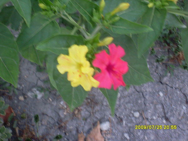 Вероника Королёва