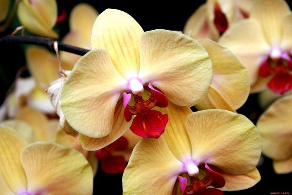 Татьяна Софронова