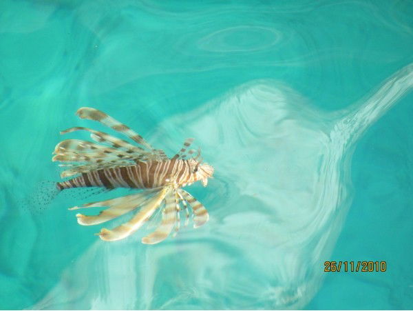 Наталья Полевик