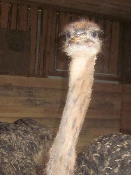 Александр Долматов