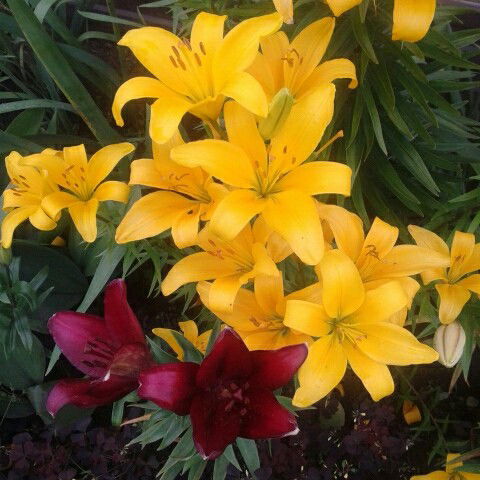 Елена Ибрагимова