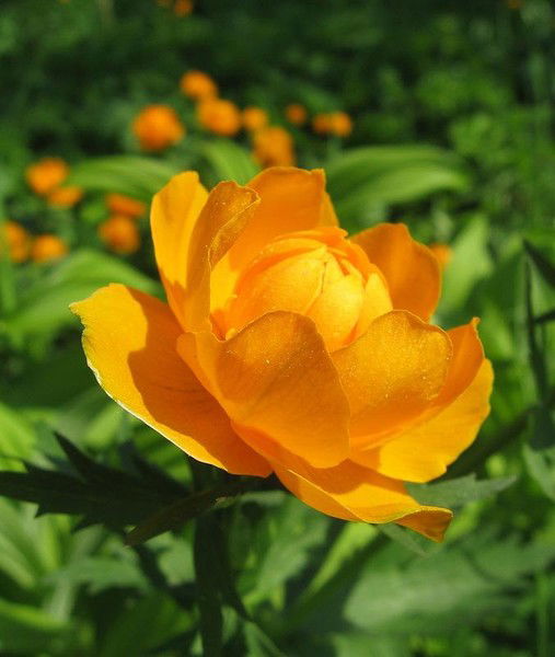 Вероника Галицкая