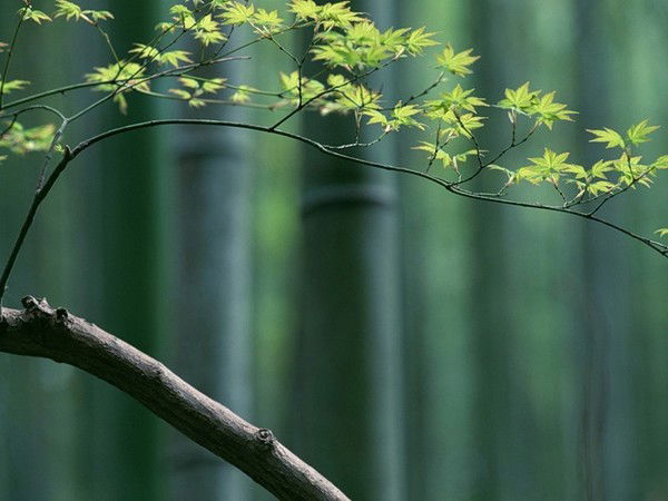 Александр Миссура