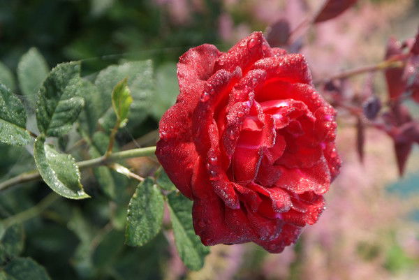 Татьяна Матецкая