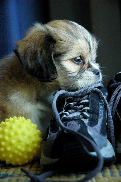 Кактус Кактус