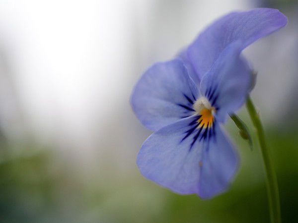 Татьяна Носова