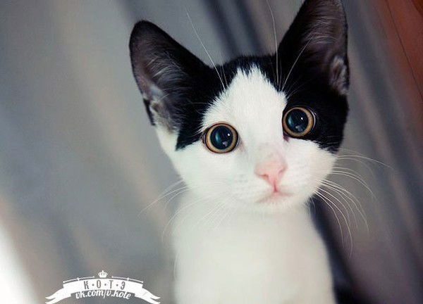 Дима Баскаков