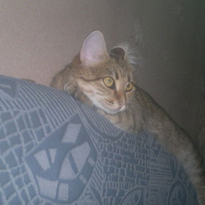 Наиль Абдулин