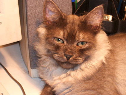 Настюха Поливанова