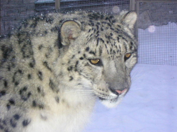 Назиля Биктагирова