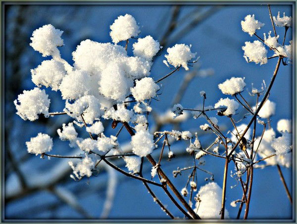 Андрей-Анна Рощины