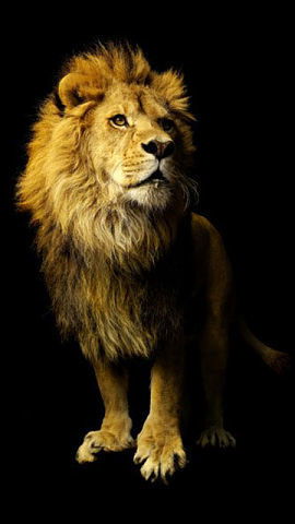 Андрей Петрушевский