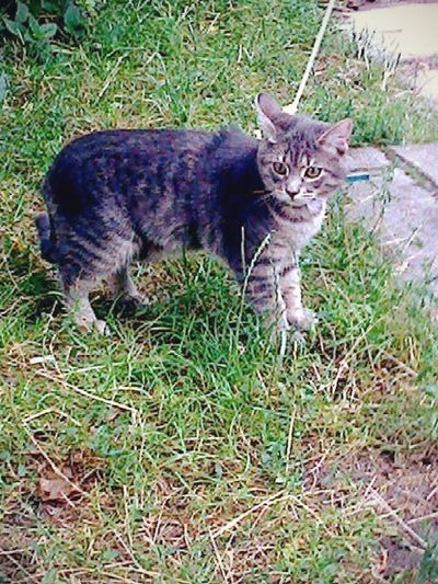 Лола Исмоилова