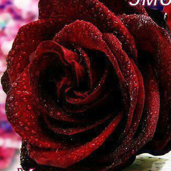 Лада Шеховцова