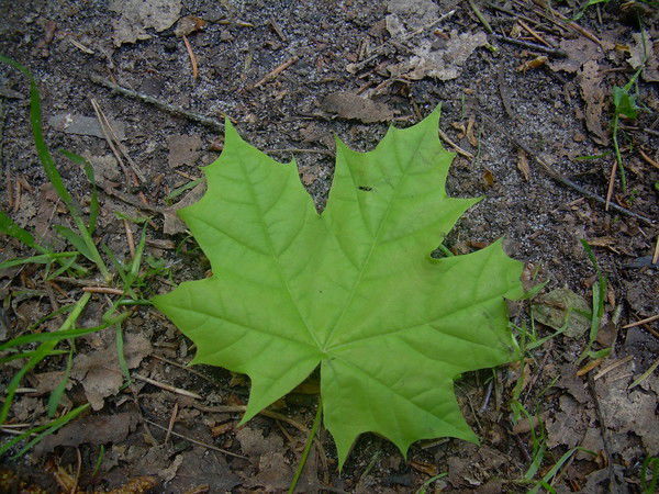 Надежда Акшикова