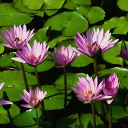 Маша Елисеева