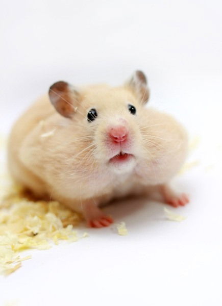 Ллирик Березин