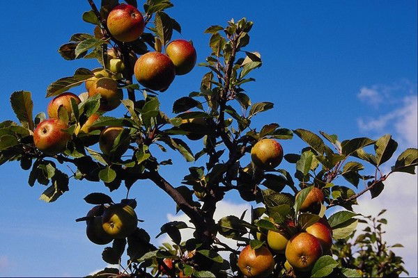 Людмила Арефьева