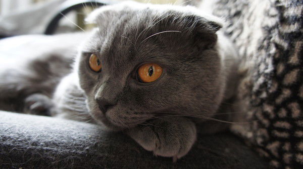 Комова Юлия