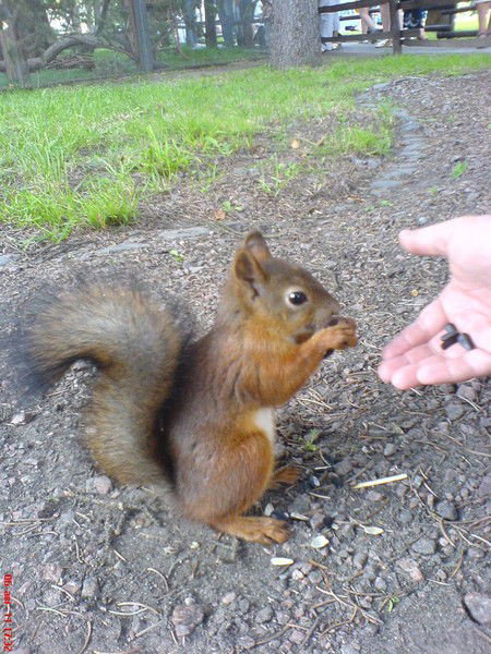 Елена Алексеева