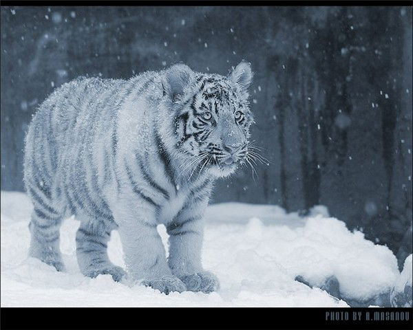 Анастасия Пилясова