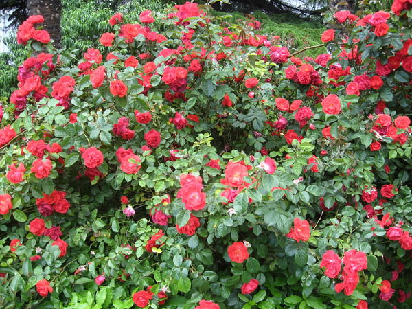 Марина Бушмакина