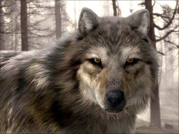 Георгий Дороженко