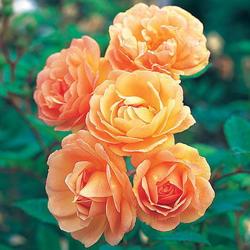 Юлия Грибуль