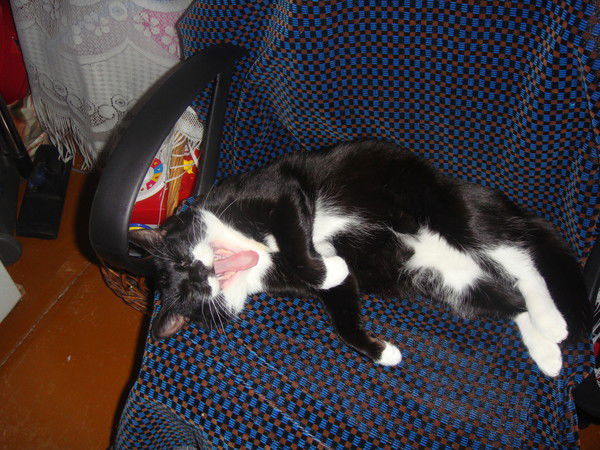 Елена Михайлова