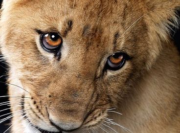 Евгений Шестаков