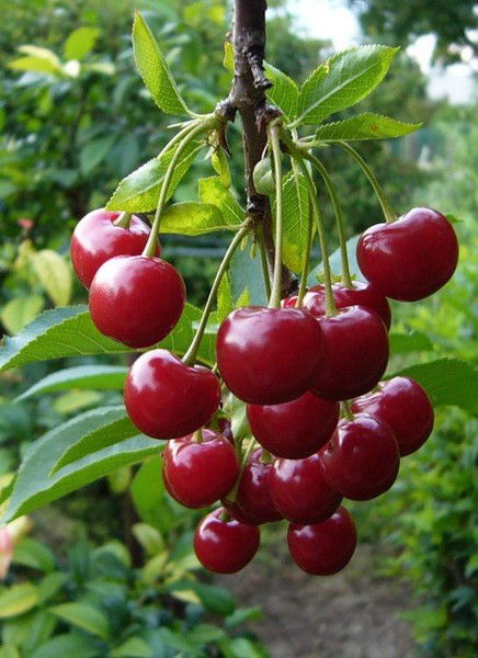 Вишенка .....