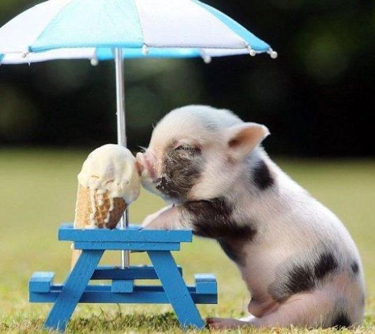 Елена Устюжанина