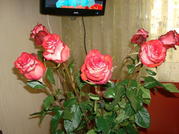 Марина Марина