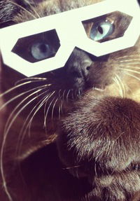 Ольга Гринина