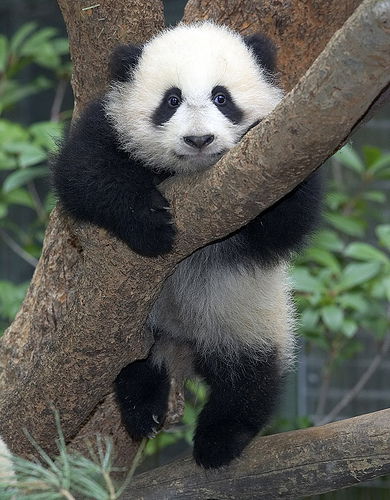 Александр Гайдай