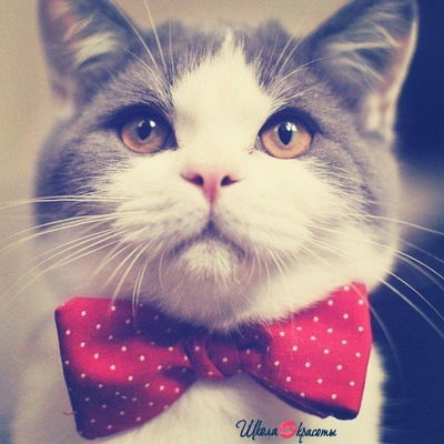 Анастасия Самойлова